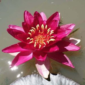 Nénuphar Nymphaea 'Le Vesuve'