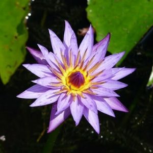 Nénuphar Nymphaea 'Lilac Star'