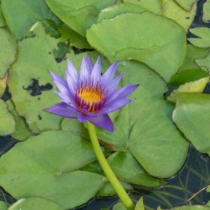 ninfea-lilac-star-5
