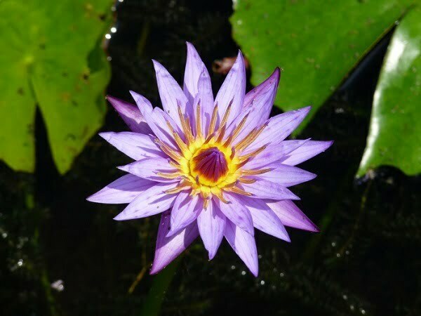 ninfea-lilac-star
