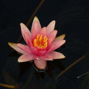 Nénuphar Nymphaea 'Little Sue'