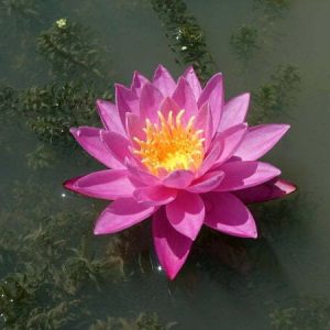 Nénuphar Nymphaea 'Louise Villemarette'