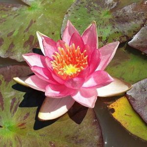 Nénuphar Nymphaea 'Lucida'