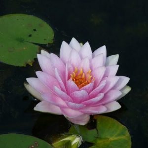 Nénuphar Nymphaea 'Madame Wilfron Gonnere'