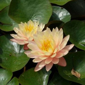 Nénuphar Nymphaea 'Mangkala Ubol'