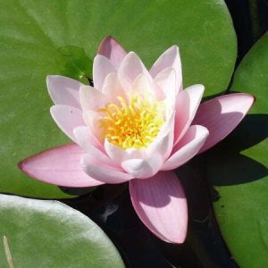 Nénuphar Nymphaea 'Marliacea Carnea'