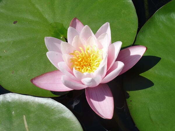 ninfea-marliacea-carnea-2