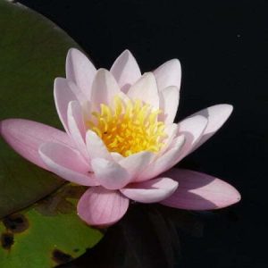 ninfea-marliacea-carnea