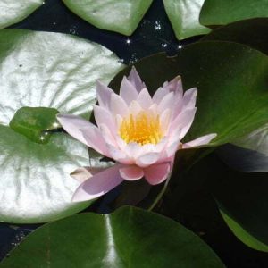 Nénuphar Nymphaea 'Marliacea Rosea'