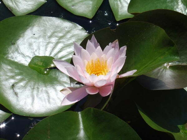 ninfea-marliacea-rosea