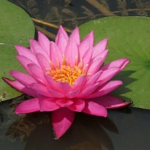 Nénuphar Nymphaea 'Mayla'