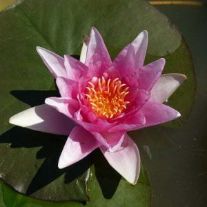 Nénuphar Nymphaea 'Meteor'