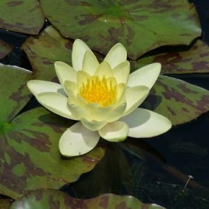 Nénuphar Nymphaea 'Moorei'
