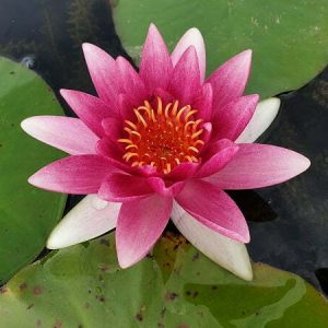 Nénuphar Nymphaea 'Mrs Richmond'