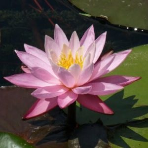 Nénuphar Nymphaea 'Nigel'