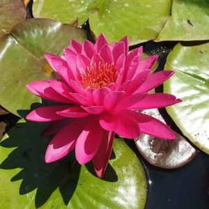 Nénuphar Nymphaea 'Nohime'