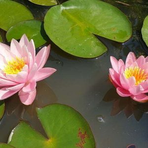 ninfea-odorata-luciana-2