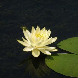 ninfea-odorata-sulphurea-2
