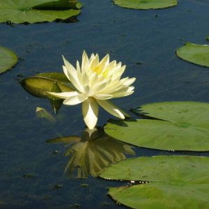 Nénuphar Nymphaea 'Odorata Sulphurea'