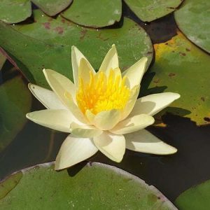 Nénuphar Nymphaea 'Pam Bennet'