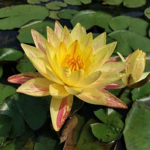 Nénuphar Nymphaea 'Paranee'