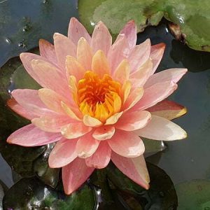 Nénuphar Nymphaea 'Parn Mongkol'