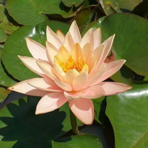Nénuphar Nymphaea 'Patio Joe'