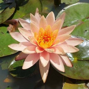 Nénuphar Nymphaea 'Peace Lily'