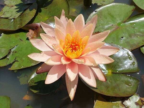 ninfea-peace-lily-1