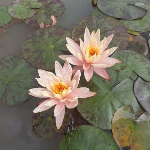 ninfea-peace-lily-2