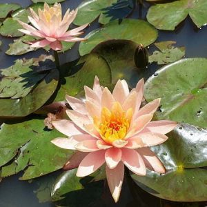 ninfea-peace-lily-3