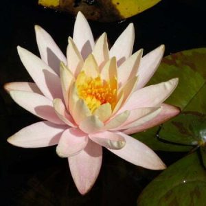 ninfea-peaches-and-cream-3