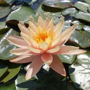 Nénuphar Nymphaea 'Peaches And Cream'