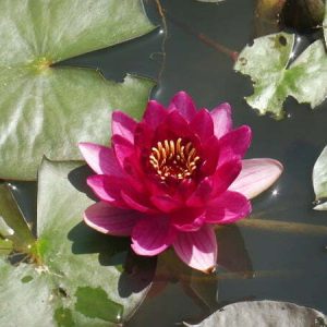Nénuphar Nymphaea 'Perry's Baby Red'