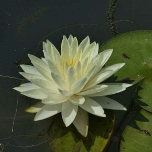 ninfea-perry-s-double-yellow