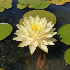 Nénuphar Nymphaea 'Perry's Double Yellow'