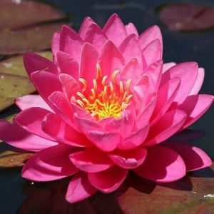 Nénuphar Nymphaea 'Perry's Fire Opal'