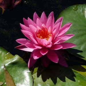 Nénuphar Nymphaea 'Perry's Magnificent'