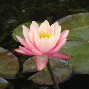 Nénuphar Nymphaea 'Perry's Orange Sunset'