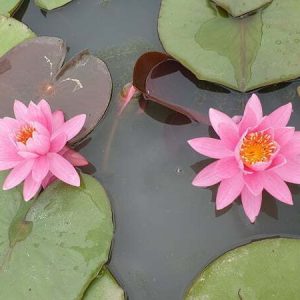 ninfea-perry-s-pink-2