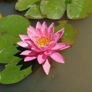 Nénuphar Nymphaea 'Perry's Pink'