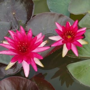 Nénuphar Nymphaea 'Perry's Red Glow'