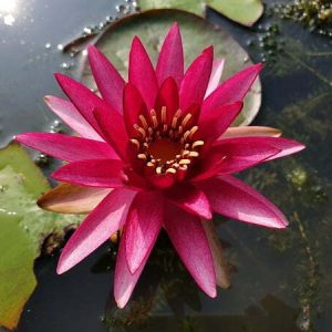 Ninfea Perry's Red star