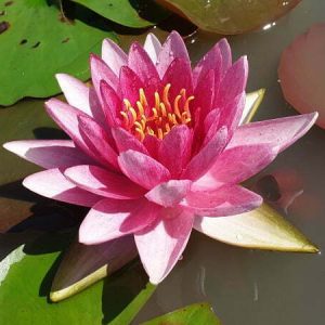 Nénuphar Nymphaea 'Perry's Super Red'