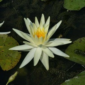 Nénuphar Nymphaea 'Perry's Super Yellow'
