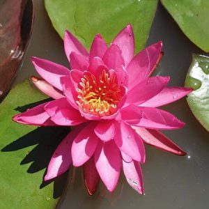Nénuphar Nymphaea 'Perry's Viviparous Pink'