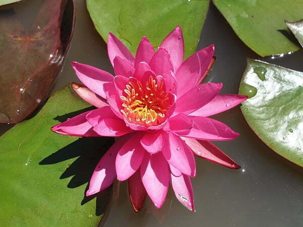 ninfea-perry-s-viviparous-pink-2
