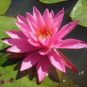 ninfea-perry-s-viviparous-pink-3