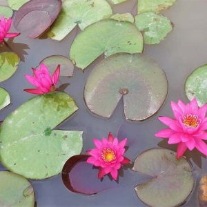 ninfea-perry-s-viviparous-pink