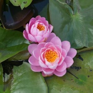 Nénuphar Nymphaea 'Pink Peony'